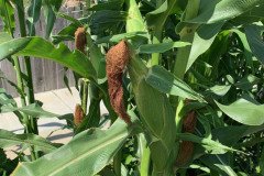 Microbebio_the_field1_128