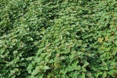 Microbebio_the_field_0041