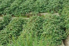Microbebio_the_field_0044