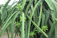 Microbebio_the_field_0209