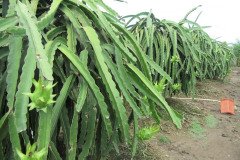 Microbebio_the_field_0221