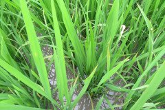 Microbebio_the_field_0272