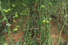 Microbebio_the_field_0687