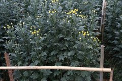 Microbebio_the_field_0857