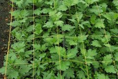 Microbebio_the_field_0948