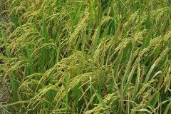 Microbebio_the_field_1147