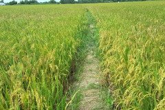 Microbebio_the_field_1149