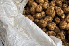 South-Africa-test-sites-on-potatoes-farm