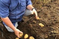 South-Africa-test-sites-on-potatoes-farm1