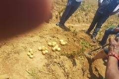 South-Africa-test-sites-on-potatoes-farm3
