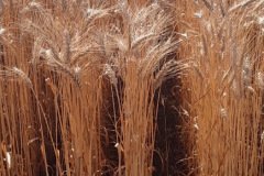 South-Africa-test-sites-on-wheat-farm-01