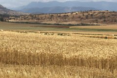 South-Africa-test-sites-on-wheat-farm-04