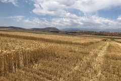 South-Africa-test-sites-on-wheat-farm-05