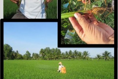 Fertilizer-Microbial-Microbebio-Rice-VUNG-LIEM-VN-3 Fertilizer-Microbial-Microbebio-Rice-VUNG-LIEM-VN-3