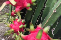 IMG_Microbebio_Trial_Test314