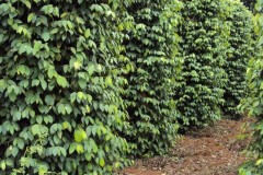 Microbebio-Coffee-Trial-Test11 Microbebio-Coffee-Trial-Test11