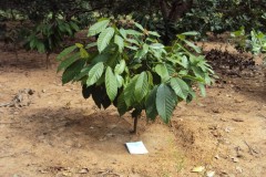 Microbebio-Coffee-Trial-Test3 Microbebio-Coffee-Trial-Test3