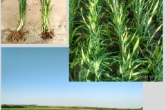 Microbebio-Trial-Test_Wheat-in-africa-1 Microbebio-Trial-Test_Wheat-in-africa-1