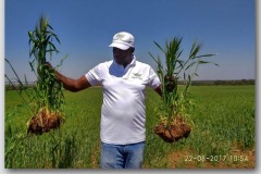 Microbebio-Trial-Test_Wheat-in-africa112