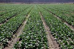 Microbebio-cabbage-fields-Trial-test-Cali-1