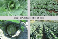 Microbial-Fertilizer-11-C1hart Microbial-Fertilizer-11-C1hart