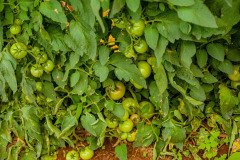 thumbs_1_49154118-2491-426c-97ff-46b87f661129