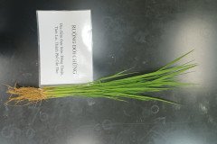 thumbs_1_ANOTHER-FIELD-PLANTS-AND-ROOTS