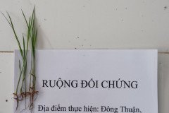 thumbs_1_COMPARISON-ROOT-AFTER-11-DAYS-2