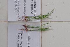 thumbs_1_COMPARISON-ROOT-AFTER-11-DAYS-3