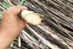 thumbs_1_IMG_0121