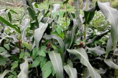 thumbs_1_IMG_3247