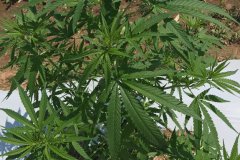thumbs_1_IMG_3424