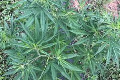 thumbs_1_IMG_3425