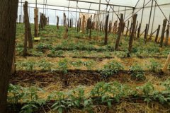 thumbs_1_IMG_3519