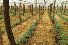thumbs_1_IMG_3520
