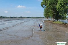 thumbs_1_MICROBEBIO-12-06-2113