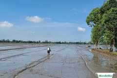 thumbs_1_MICROBEBIO-12-06-2115