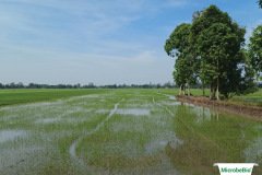 thumbs_1_MICROBEBIO-12-06-2121