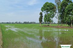 thumbs_1_MICROBEBIO-12-06-2122