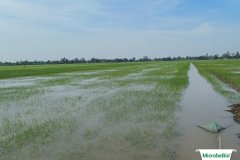thumbs_1_MICROBEBIO-12-06-2123