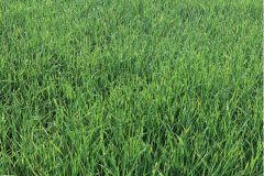 thumbs_1_MICROBEBIO-32-days-old-rice13-scaled
