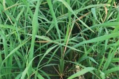 thumbs_1_MICROBEBIO-32-days-old-rice14-scaled