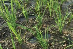 thumbs_1_MICROBEBIO-32-days-old-rice5-scaled