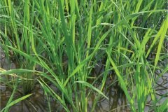 thumbs_1_MICROBEBIO-32-days-old-rice6-scaled