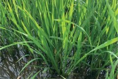 thumbs_1_MICROBEBIO-32-days-old-rice7-scaled