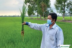 thumbs_1_MICROBEBIO-40-60-NGAY