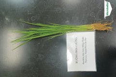 thumbs_1_MICROBEBIO-40-60-NGAY2