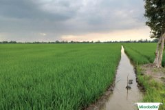thumbs_1_MICROBEBIO-40-60-NGAY5