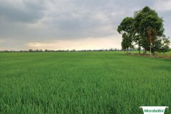 thumbs_1_MICROBEBIO-40-60-NGAY6