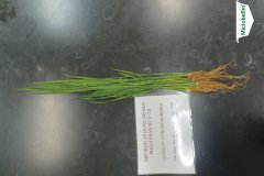 thumbs_1_MICROBEBIO-40-60-NGAY7